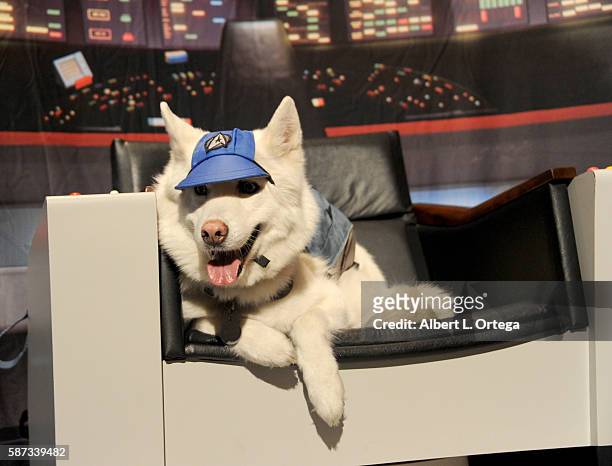 Star Trek dog sits in the Captain Chair on day 5 of Creation Entertainment's Official Star Trek 50th Anniversary Convention at the Rio Hotel & Casino...