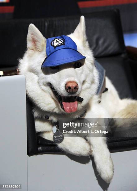 Star Trek dog sits in the Captain Chair on day 5 of Creation Entertainment's Official Star Trek 50th Anniversary Convention at the Rio Hotel & Casino...