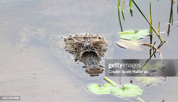 Caiman waits in pond during a practice round during Day 3 of the Rio 2016 Olympic Games at Olympic Golf Course on August 8, 2016 in Rio de Janeiro,...