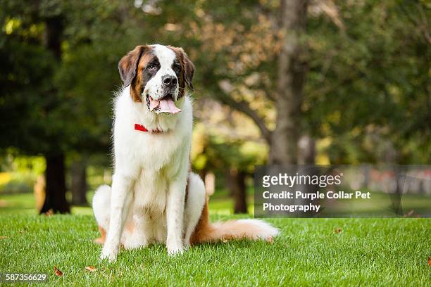 saint bernard dog sitting outdoors - bernhardiner stock-fotos und bilder