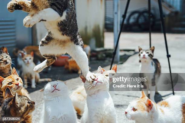 jumping on others face - undomesticated cat ストックフォトと画像