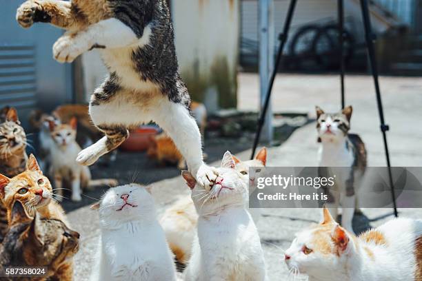 jumping on others face - undomesticated cat stockfoto's en -beelden