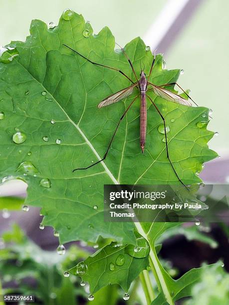 crane fly on kale - típula fotografías e imágenes de stock