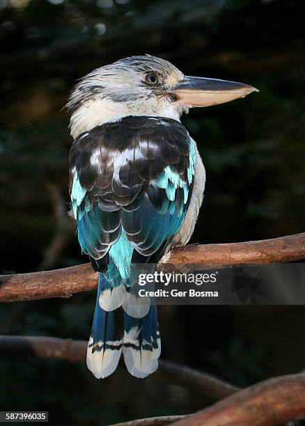 male blue winged kookaburra - kookaburra stock-fotos und bilder