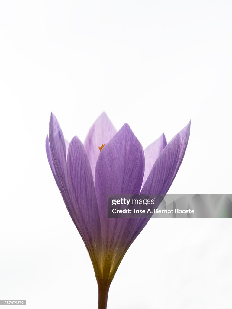 Crocus (Crocus) 'Ruby Giant'