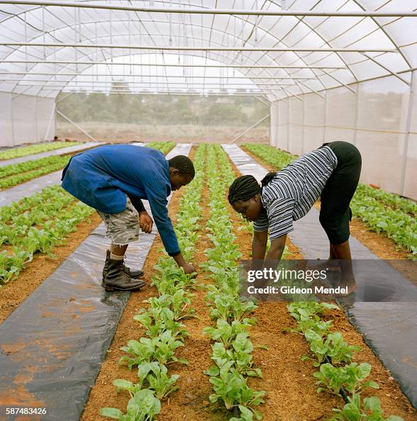 South Africa - Tourism - Hydroponic farming scheme for community upliftent South Africa - Tourism - Hydroponic farming scheme for community upliftent