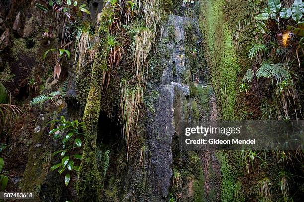 Detail of some of the moss and plantlife living on the wet rock-face of Roirama tepui. This was photographed on the two-day journey from the plateau...