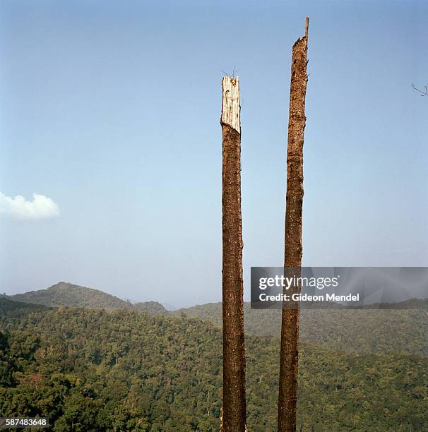 View of the deforestation caused by slash and burn agriculture in theÂ Nam Ha National Protected Area. The photograph was taken on the trail between...