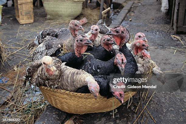 Live turkeys jostling in a woven basket, waiting to be sold for food in the Zoma market