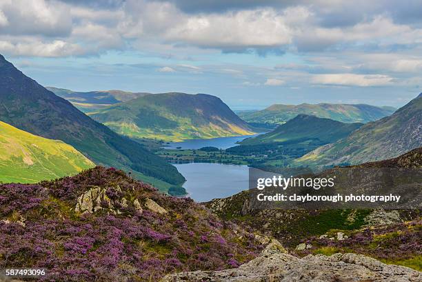 heather in lakeland - ennerdale water stock pictures, royalty-free photos & images