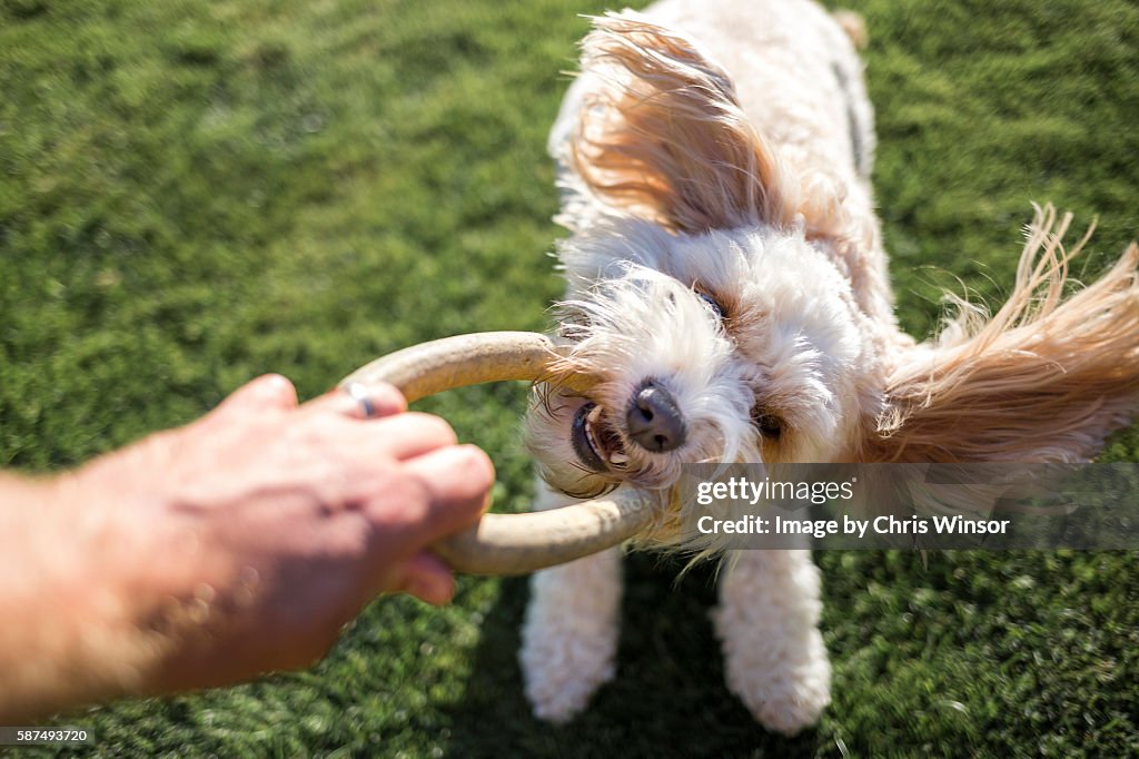 Dog play