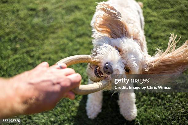 dog play - dog human hand stock pictures, royalty-free photos & images