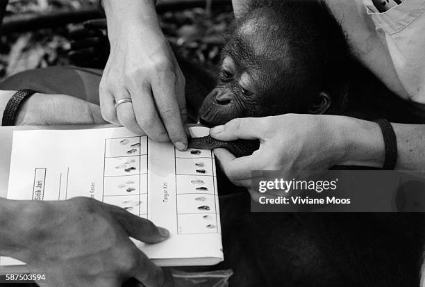 Mona, a new orangutan arrival to the Nyaru Menteng Reintroduction Center, gets fingerprinted. All vital data is collected; growth and medical...