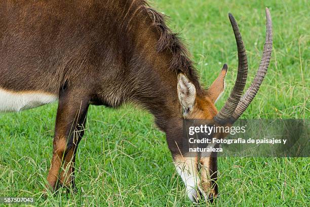 hippotragus niger - paisajes stock pictures, royalty-free photos & images