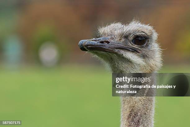 struthio camelus - paisajes stock pictures, royalty-free photos & images