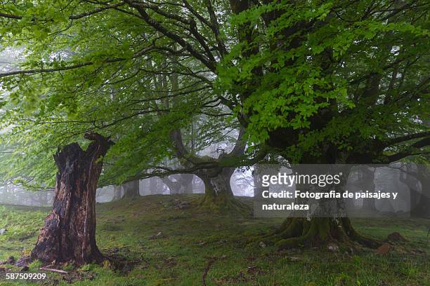 spring forest - paisajes stock pictures, royalty-free photos & images