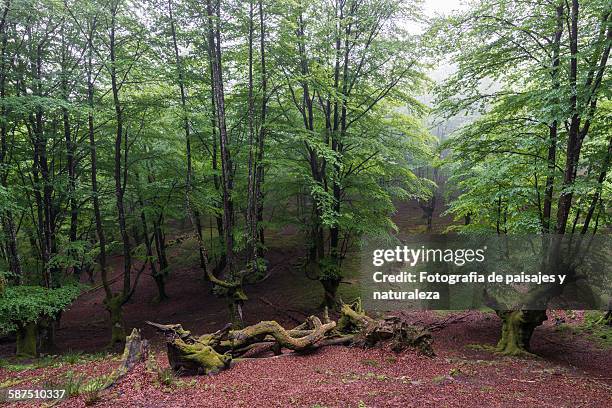 spring forest - paisajes stock pictures, royalty-free photos & images