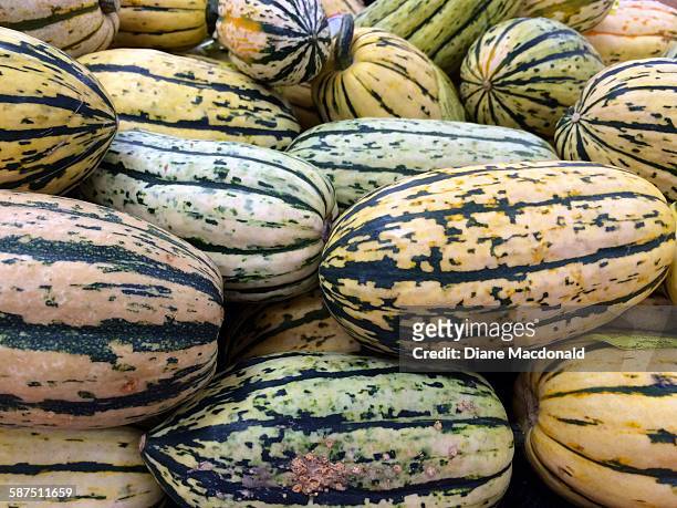 picturing autumn - delicata squash stock pictures, royalty-free photos & images