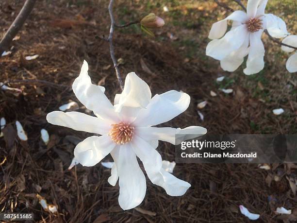 picturing spring - star magnolia trees stock pictures, royalty-free photos & images