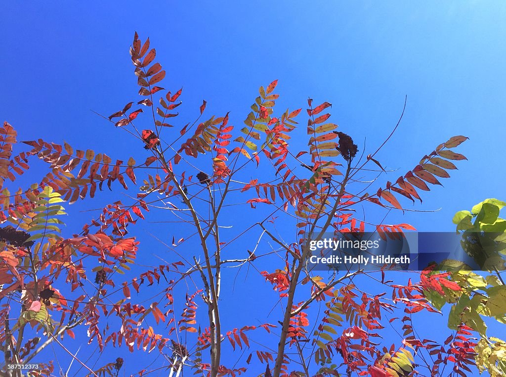 Picturing Autumn