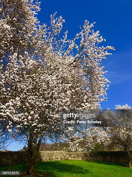 picturing spring - peter almond stock pictures, royalty-free photos & images