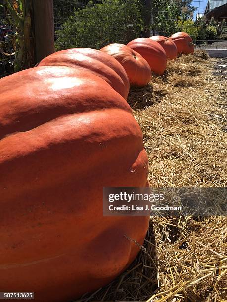 Linvilla 24 Linvilla Orchards Stock Photos, High-Res Pictures, and Images ...