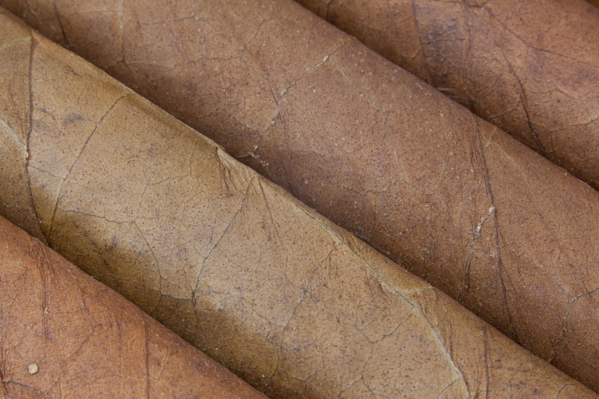 humidor selection