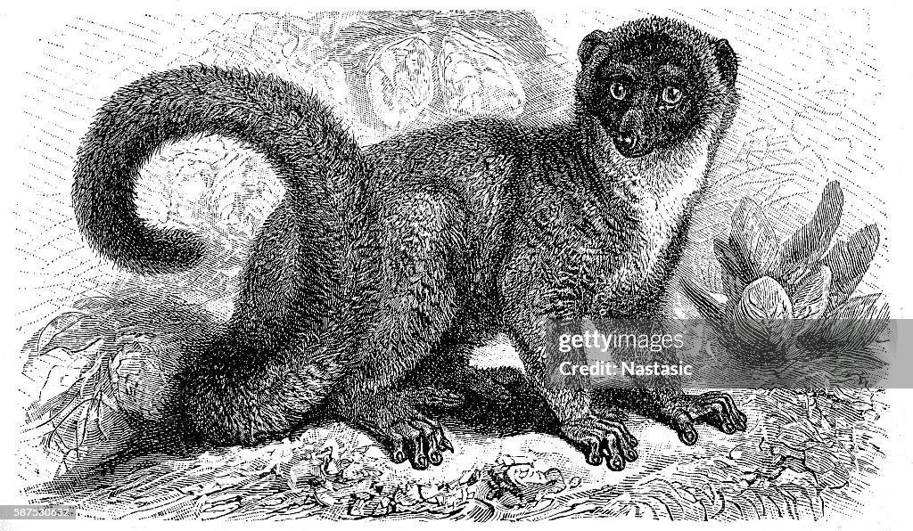 Mongoose lemur (Eulemur mongoz)