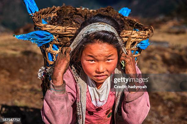 little le népalais fille porter autour de 40 kg de yaks crottin - yak photos et images de collection