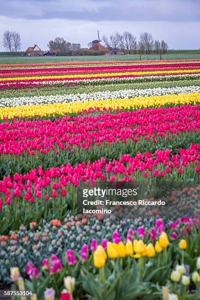 dutch tulips - iacomino netherlands foto e immagini stock