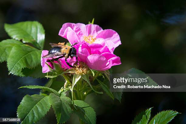 Bee pollinating in a Rosa Canina or dog-rose. The plant is a deciduous shrub which fruits are rich in vitamin C.