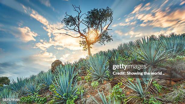 blue agave ayotlan, jalisco - agave plant stockfoto's en -beelden