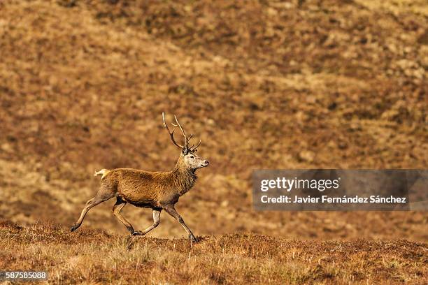 a male red deer (cervus elaphus) running through the pasture area of the mountains of the cairngorms national park in scotland. - kronhjort bildbanksfoton och bilder
