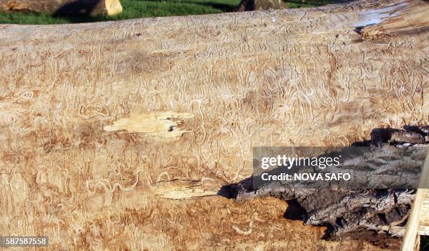 Piece of a dead tree cut down in Chicago and stripped of its bark, shows the tunnels dug by the Emerald Ash Borer on June 29, 2016. - Over the next...