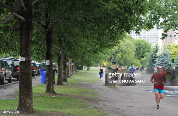 People run by a row of Ash trees in a Chicago park, which have been treated with insecticide to keep them alive on June 29, 2016. Over the next two...