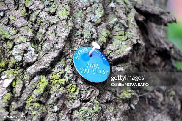 Blue medallion is pinned to an Ash tree in Chicago, which indicates it has been treated with pesticide to kill the Emerald Ash Borer and keep the...