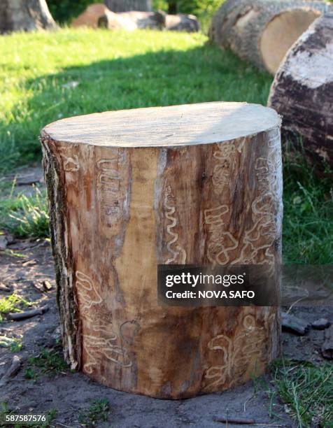 Piece of a dead tree cut down in Chicago and stripped of its bark, shows the tunnels dug by the Emerald Ash Borer on June 29, 2016. - Over the next...