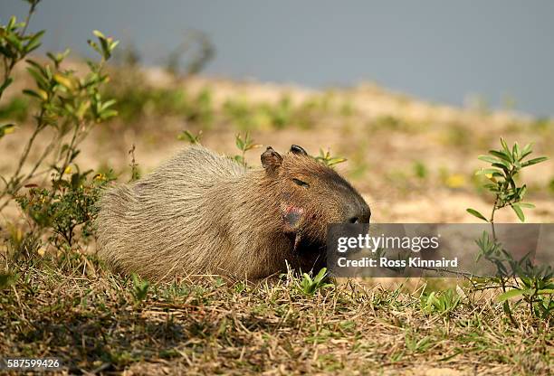 Capybara Island Rio 65 Capybara Rio Stock Photos, High-Res Pictures, and Images - Getty Images