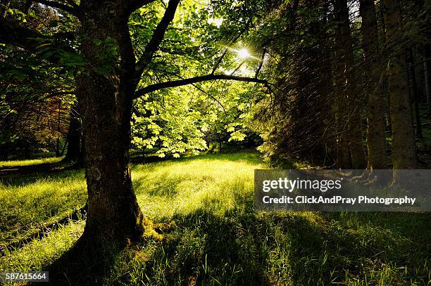 hidden meadow - argyle stock pictures, royalty-free photos & images