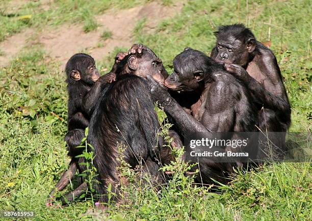 bonobo happy grooming session - female animal stock pictures, royalty-free photos & images
