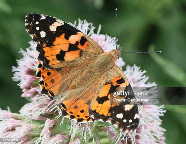 painted lady (vanessa cardui) - painted lady butterfly stock pictures, royalty-free photos & images