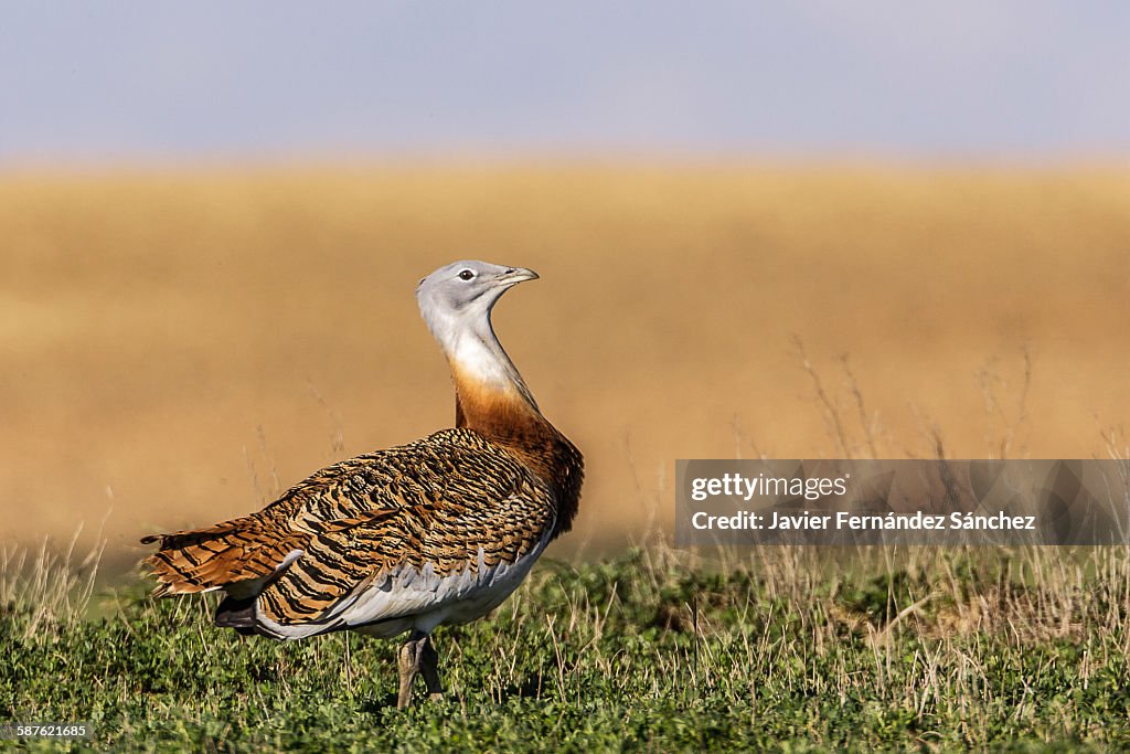 A male great bustard on the horizon