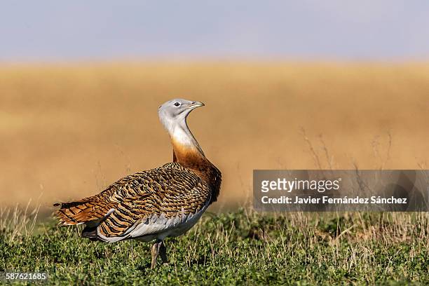 a male great bustard on the horizon - great bustard stock pictures, royalty-free photos & images