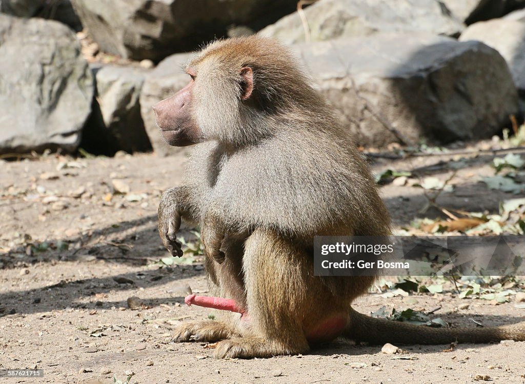 Excited male baboon