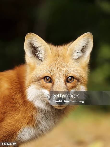 young red fox close-up - 狐狸 個照片及圖片檔