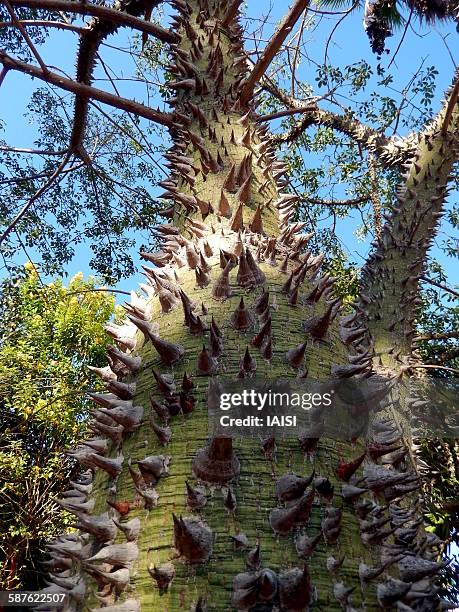 the spiky kapok tree trunk - tree with thorns on trunk stockfoto's en -beelden