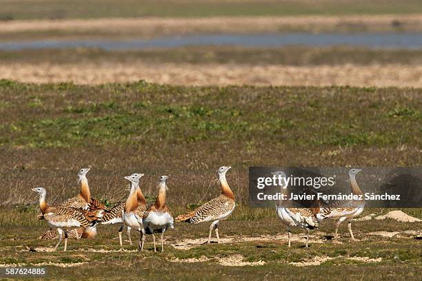 group of male great bustard. otis tarda - great bustard stock pictures, royalty-free photos & images