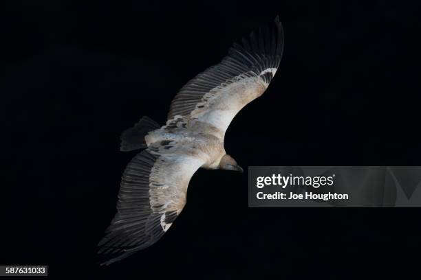 oribi cape vulture - oribi stock pictures, royalty-free photos & images