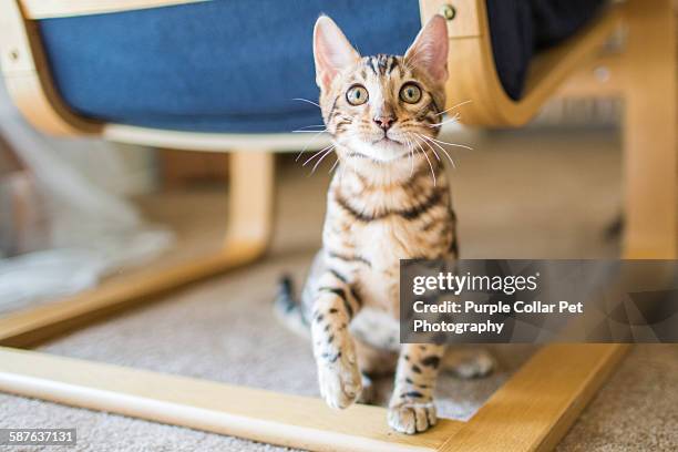 playful bengal kitten raising paw - bengal cat stock pictures, royalty-free photos & images