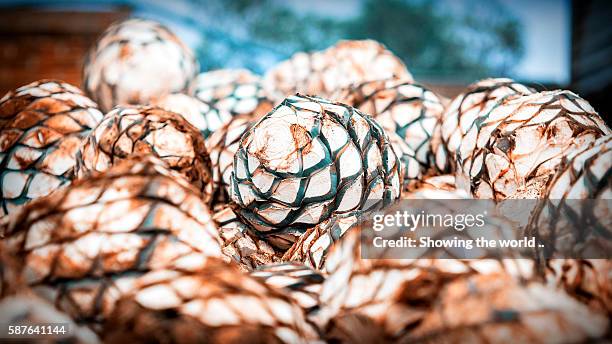 landscape blue agave in jesus maria, jalisco - blue agave plant stock pictures, royalty-free photos & images